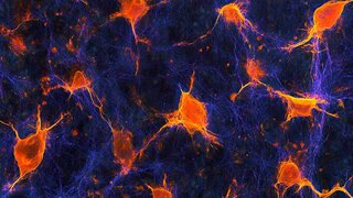 Fibroblasten