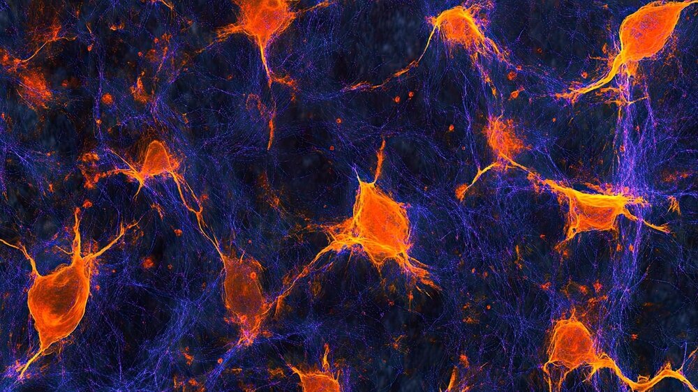 Fluorescent Confocal Microscopy Image of Cardiac Fibroblasts in Myocardium: Detailed View Showing Cell Morphology and Distribution in Heart Tissue. Fibroblasten