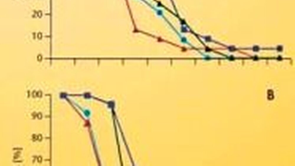 Nach unterschiedlich hoch dosierten Impfungen vermögen die Probanden Hämagglutinin (A) und H3N1-Viren (B) zu neutralisieren. Die Erfolgsrate der zweimaligen Vakzination wurde mit 78 Prozent errechnet.