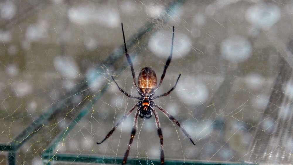 Die Goldene Radnetzspinne aus Tansania