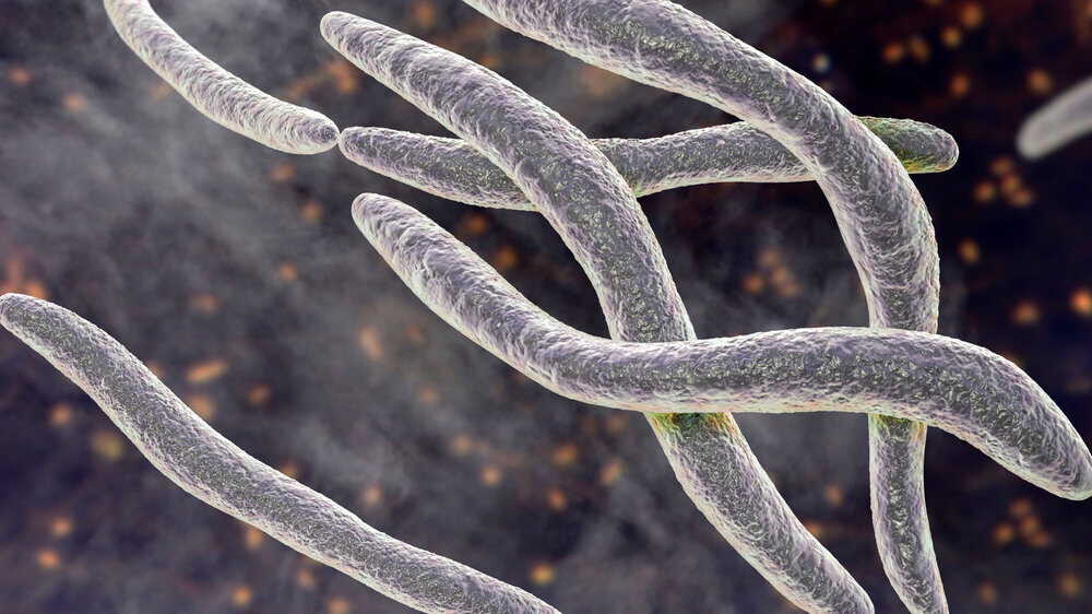 Fusobacterium nucleatum (F. nucleatum) ist ein Teil des gesunden Mundhöhlen-Mikrobioms. In den letzten Jahren wurde das Bakterium mit mehreren Allgemeinerkrankungen in Verbindung gebracht, unter anderem mit kolorektalen Karzinomen. Bekanntermaßen spielt