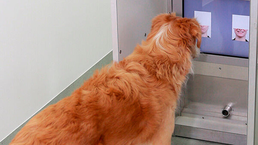 Die Hunde stubsen mit ihrer Schnauze das richtige Bild an.