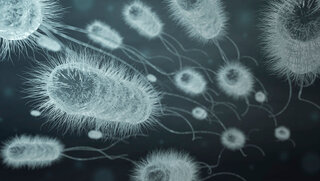 Gruppe von E.coli (3-D-Illustration)