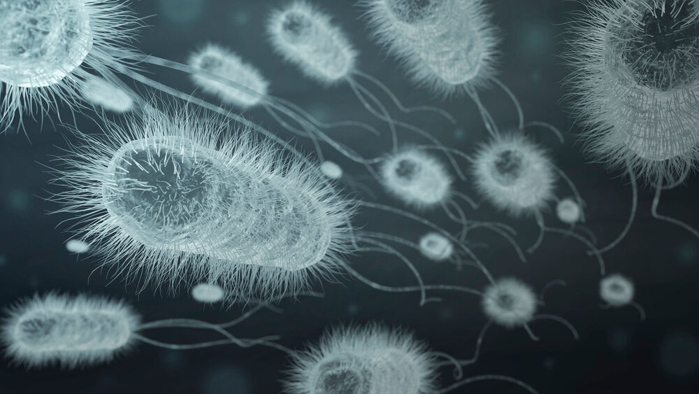 Gruppe von E.coli (3-D-Illustration)