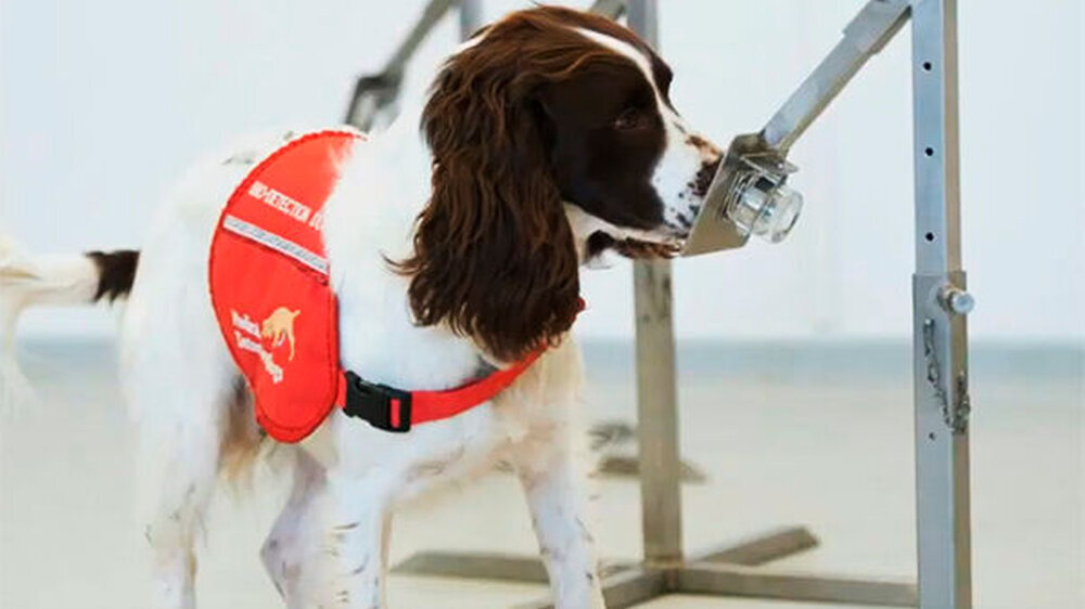 Sollte die Studie zeigen, dass es den sechs Testhunden der Organisation Medical Detection Dogs möglich ist, COVID-19-Infizierte am Geruch zu erkennen, könnte zeitnah eine Vielzahl von Tieren darauf trainiert werden.
