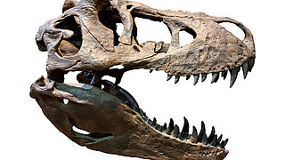Schädel eines T.rex