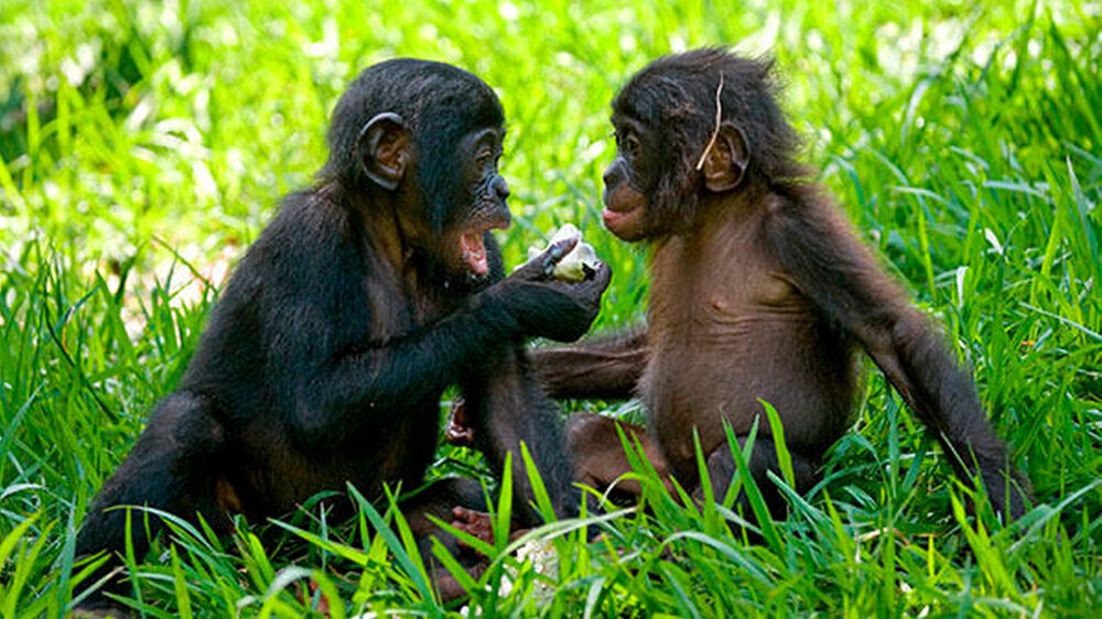 Küssen Tiere auch? Manche schon. Besonders tun sich die Bonobos - eine Schimpansenart - hervor. Die Primaten sollen, so heißt es, sogar Zungenküsse austauschen.
