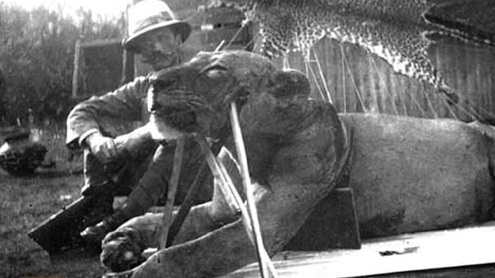 Der zweite Tsavo-Löwe hatte gesündere Zähne, mit denen er auch Zebras sowie Büffel und dafür weniger Menschen jagen und fressen konnte, erklären die Forscher. Dies spreche gegen Nahrungsknappheit als Grund für die Attacken auf die Gleisarbeiter.