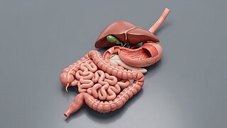 A detailed 3D anatomical model illustrating the human digestive system including the liver gallbladder stomach and intestines on a neutral grey.
