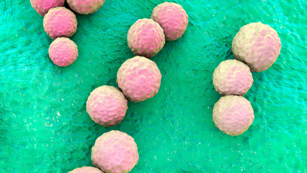 3-D-Animation von Streptococcus mutans