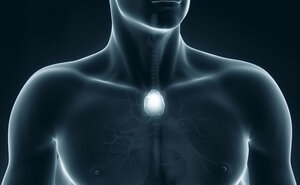 Man thymus anatomy anterior view Man thymus anatomy anterior view
