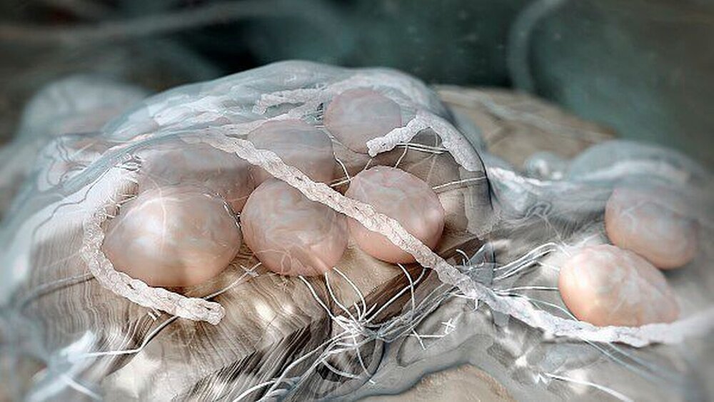 Abbildung 10: Osteoblasten auf autologem Knochen bilden eine organische Matrix (Osteoid). |
