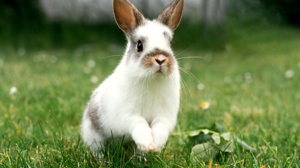 White little rabbit jumping on the lawn, pet in the grass outdoors, breeding animals. Kaninchen
