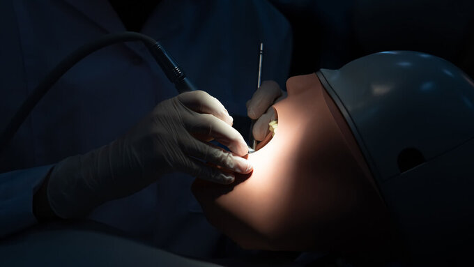 MODEL human head used in the education of dental students. phantom head Phantomkopf
