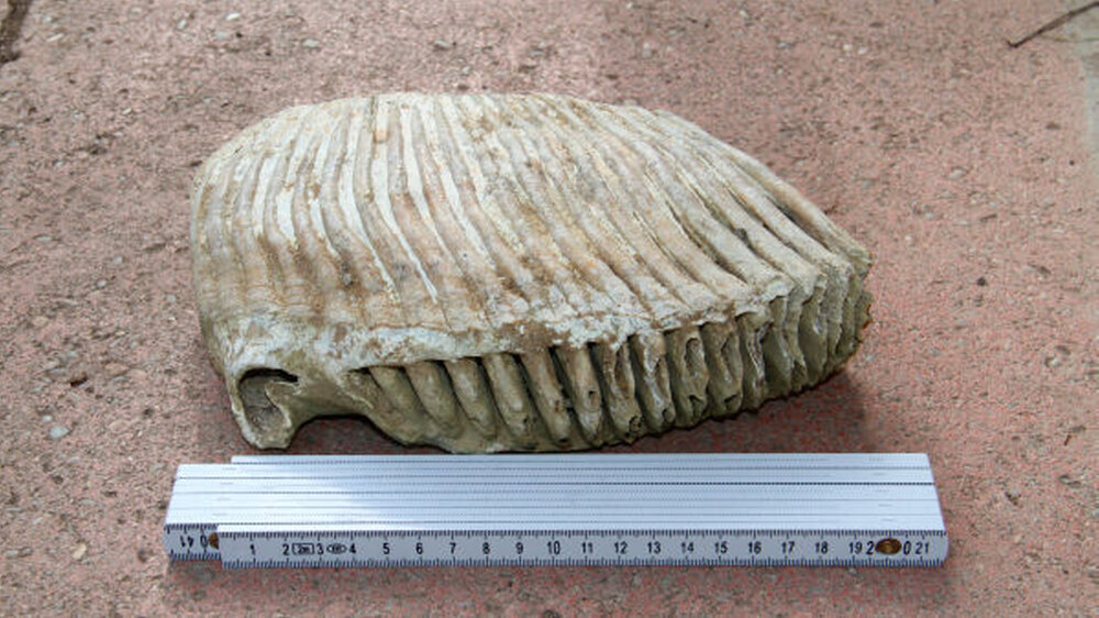 Noch wird gerätselt, ob dieser fossile Zahn von einem Mammut oder einem Waldelefanten stammt und wie alter er überhaupt ist. Klar ist nur, unten sieht man die Zahnwurzel.