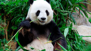 Riesenpanda frisst Bambus.