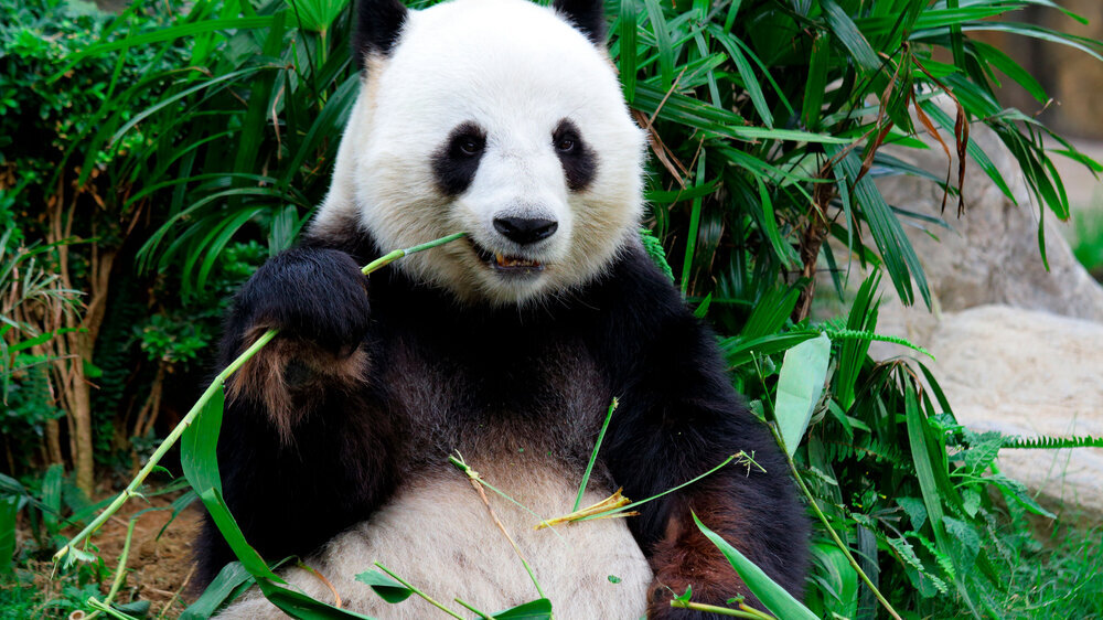 Riesenpanda frisst Bambus. Riesenpanda frisst Bambus.