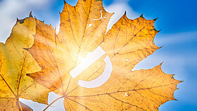 Vitamin D