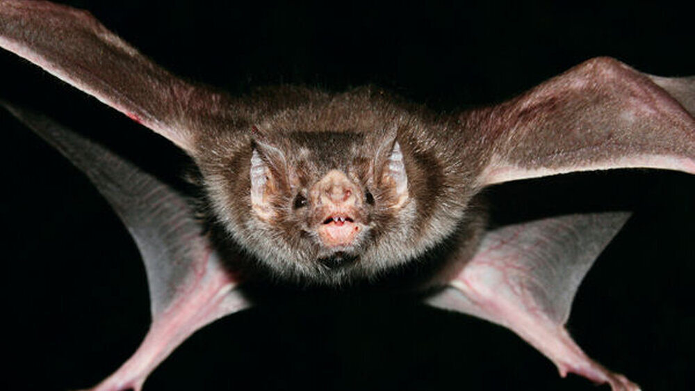Hunderte neuer Tierviren wurden bereits entdeckt, die ein zoonotisches Risiko bergen. Die größte Gefahr geht den Forschern zufolge von Coronaviren in Fledermäusen und Nagern aus.