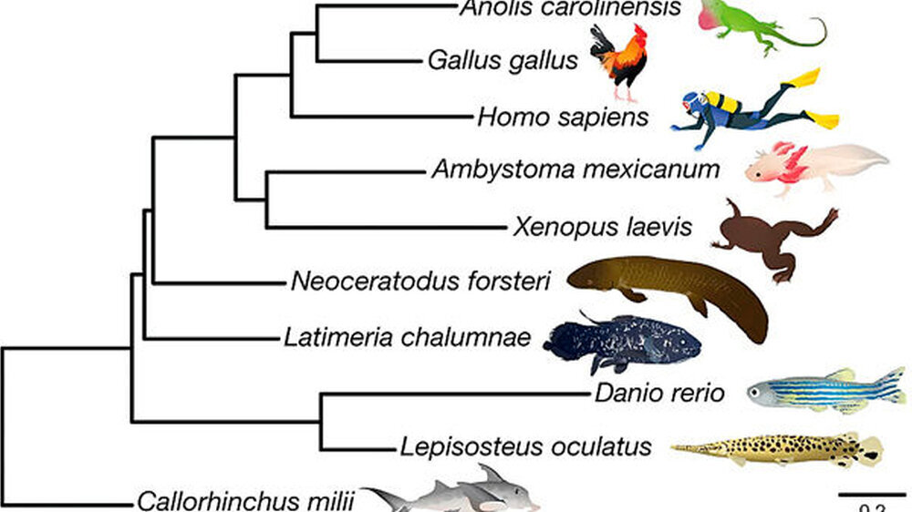 Abb. 1: Modell der Wirbeltierevolution aus dem Wasser auf das Land: Ausgehend von Knorpelfischen wie Seekatzen zu den Knochenfischen Knochenhecht und Zebrafisch ist der Quastenflosser Latimeria eine Übergangsform und erst nach dem Lungenfisch beginnt die