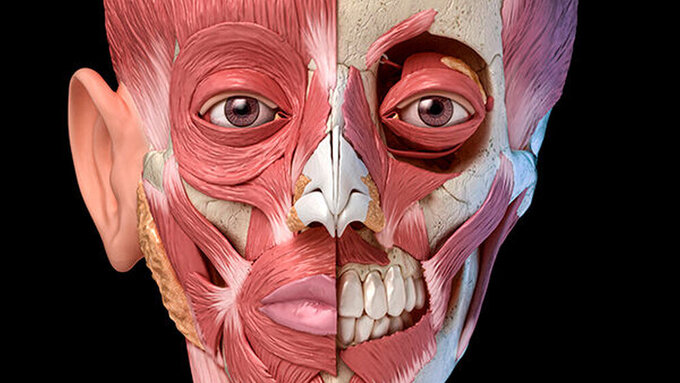 Die anatomische Studie beruht auf genauen Untersuchungen formalin-fixierter Kiefermuskulatur, computertomografischen Aufnahmen und der Analyse gefärbter Gewebeschnitte von Verstorbenen, die ihren Körper der Forschung gespendet hatten. Hinzu kamen Magnet