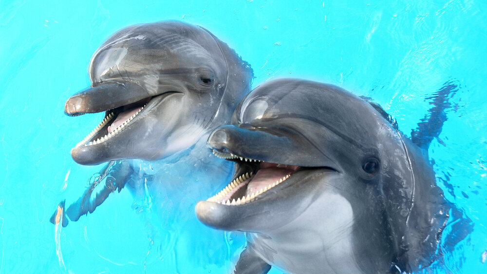 Glad beautiful dolphin smiling in a blue swimming pool water on a clear sunny day Delfine