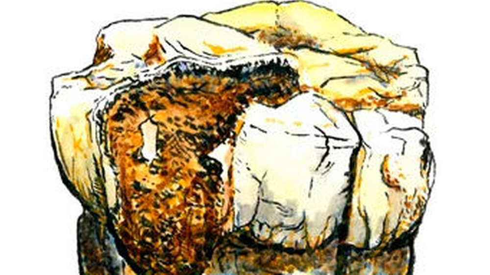 Handgezeichnete Darstellung einer der sieben beprobten Backenzähne (StW-148) von Australopithecus.