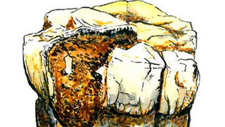 Handgezeichnete Darstellung einer der sieben beprobten Backenzähne (StW-148) von Australopithecus.