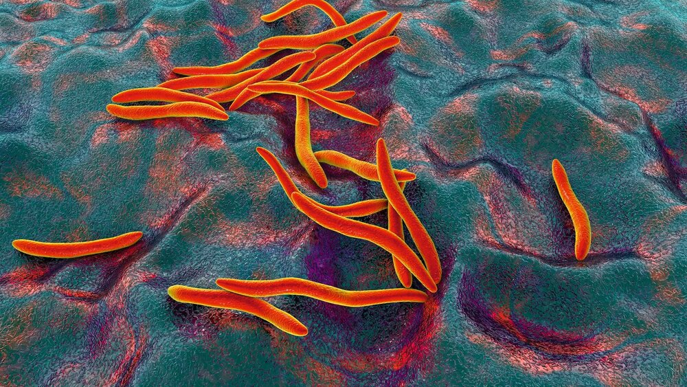 3D-Illustration des Fusobacteriums