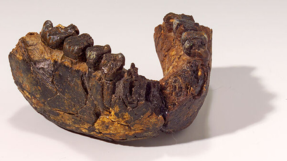 Unterkiefer eines 2,4 Millionen Jahre alten Homo rudolfensis, Fundstätte Uraha nahe des Malawisees.