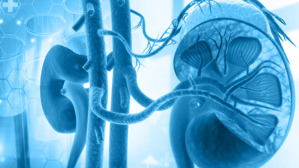 Die Nebenniere ist das zentrale Stressorgan des menschlichen Körpers und produziert die lebenswichtigen Stresshormone Cortisol und Adrenalin. Für das Überleben von stressvollen Situationen, wie sie jetzt in der Pandemie mit der Corona-Erkrankung auftre