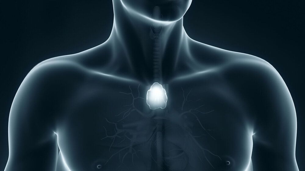 Man thymus anatomy anterior view