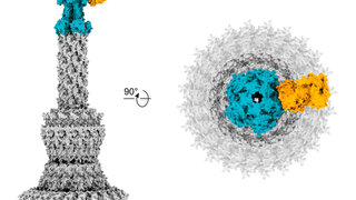 Neue Antikörper neutralisieren resistente Bakterien