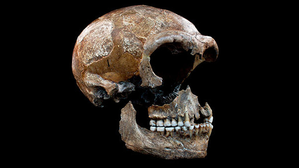 Das Kollagen aus den Knochen der Neandertaler gibt Auskunft über deren Ernährungsweise.\r\n\r\n