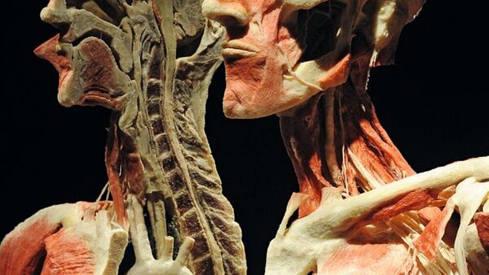 Wie geht die Gesellschaft mit dem Tod und der Leiche – hier ein Plastinat der „Körperwelten“ Gunther van Hagens – um? Dies ist nur eine der Fragestellungen, die das Aachener Kompentenzzentrum für Wissenschaftsgeschichte interdisziplinär beleuch
