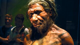 Erwachsener männlicher Neandertaler, ca. 40.000 Jahre.