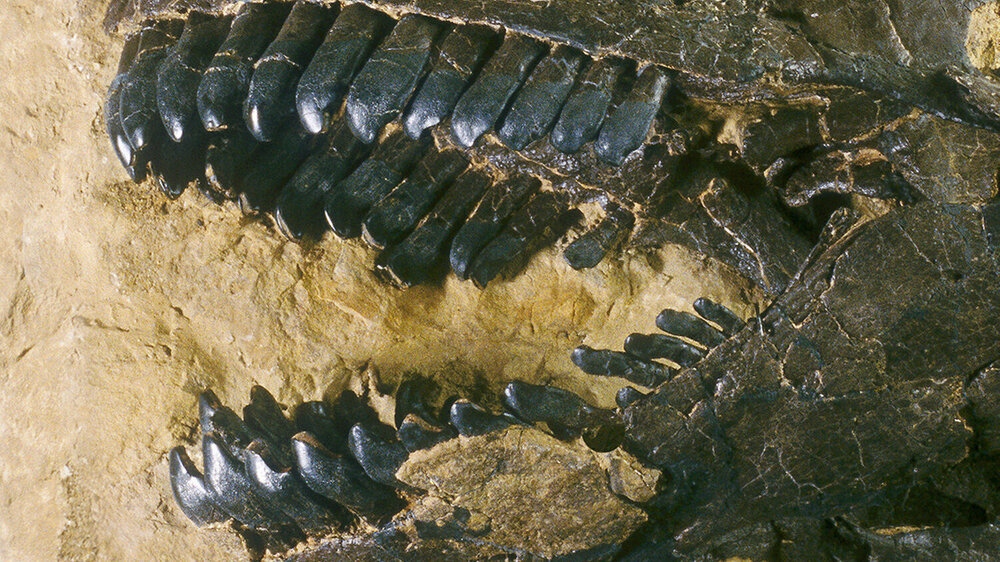 Gebiss eines Camarasaurus Gebiss eines Camarasaurus