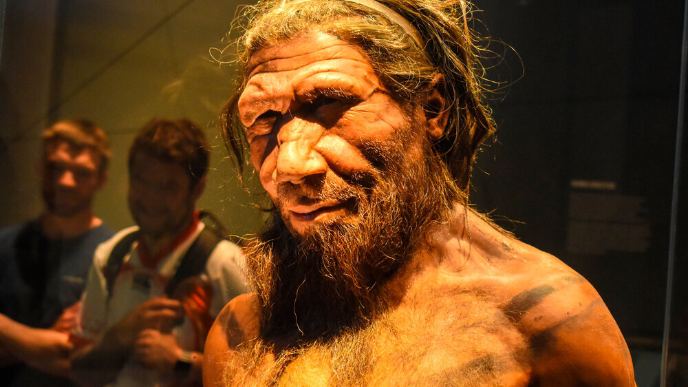 Erwachsener männlicher Neandertaler, ca. 40.000 Jahre. Erwachsener männlicher Neandertaler, ca. 40.000 Jahre.