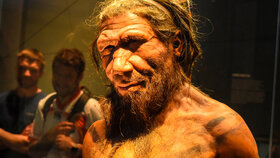 Erwachsener männlicher Neandertaler, ca. 40.000 Jahre.