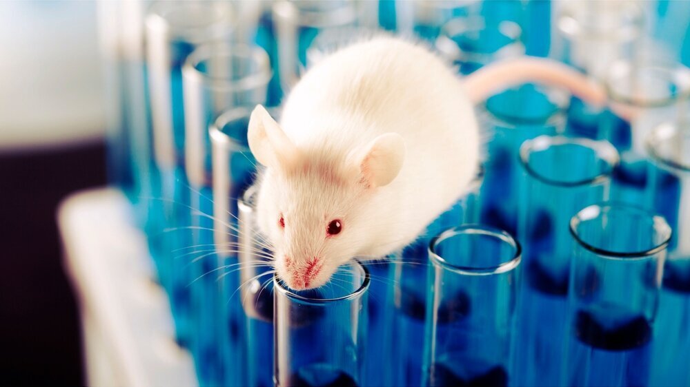 White laboratory rat on scientic background