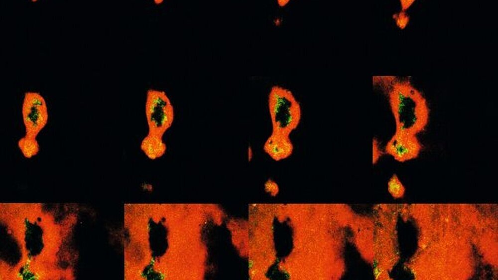Abbildung 1:Scan durch einenBiofilm (von der Oberflächezur UnterlageSchmelz), der Porenund Löcher in derStruktur zeigt.