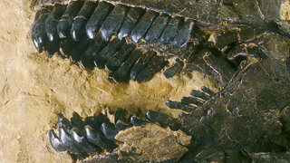 Gebiss eines Camarasaurus