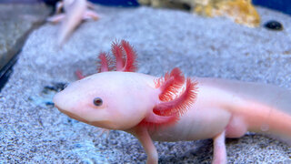 Axolotl