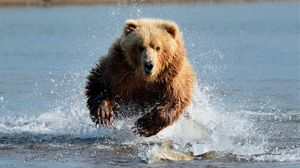 Hier jagt er noch Lachse, kurz vor dem Winterschlaf hat er medizinisch betrachtet kurzzeitig Diabetes: der Grizzly.