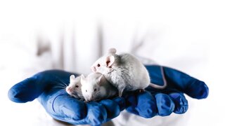 three white laboratory mice in the hands of the researcher