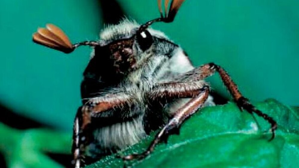 Der Maikäfer – hier quasi Auge in Auge mit dem Fotografen – als Vorbote hoher Temperaturen? In der Gesundheitspolitik spricht einiges für einen heißen Sommer.