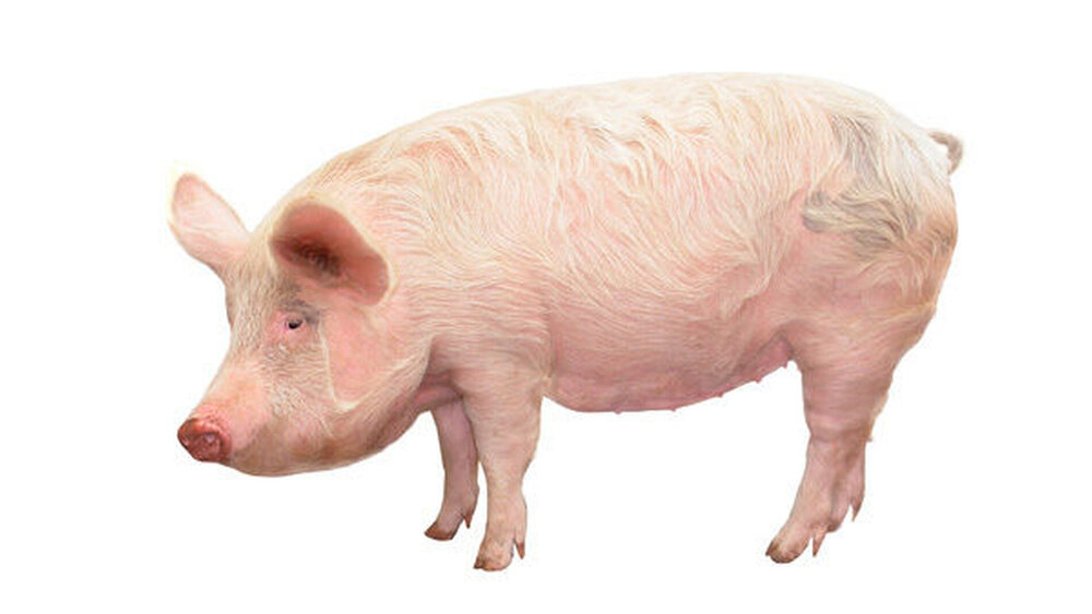 Übertragungswege bleiben ungenau: Bekannt ist, dass Hepatitis E oft in Schweinen vorkommt. Der Erreger macht die Tiere aber nicht krank. Bauern haben daher wenig Interesse daran, ihre Schweine zu schützen. Der Mensch infiziert sich in erster Linie durch den Verzehr von rohem Schweinefleisch. |