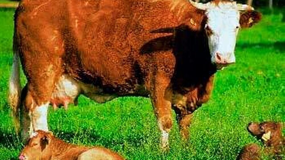 Wenn Kuhmilch immunisierter Tiere kariesprophylaktisch eingesetzt werden sollte, brauchen wir bald noch mehr Kühe.