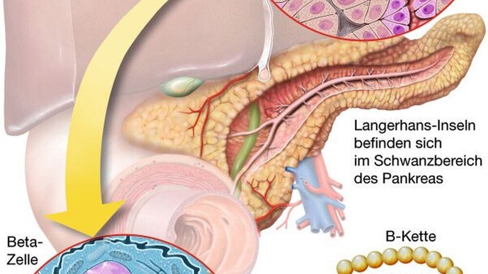 Aufgabe der Bauchspeicheldrüse im Schema