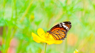 common tiger butterfly close up